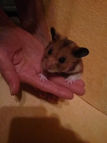 Křeček syrský zlatý s P.P.