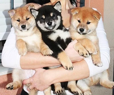 Shiba inu s PP stenata