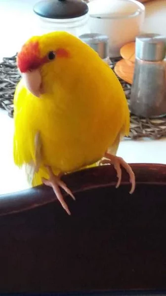 kakariky