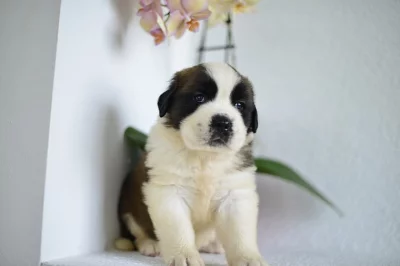 Saint Bernard Štěňata na prodej 4