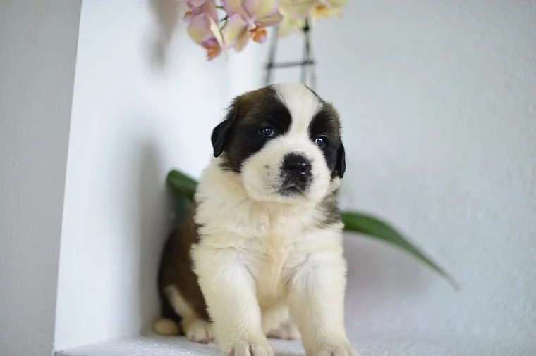 Saint Bernard Štěňata na prodej 4