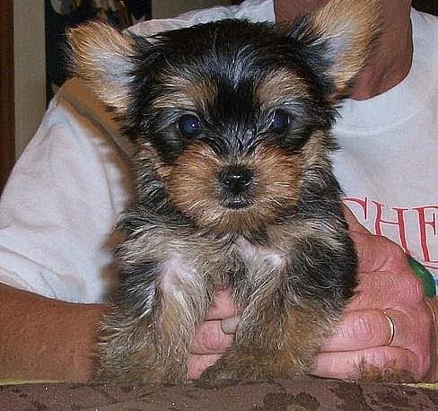 Rodokmen Yorkshire Terrier Pups