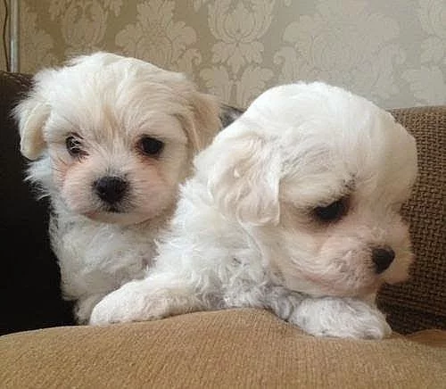 Bichon Frise štěně doma