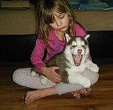 Štěňata sibiřského husky