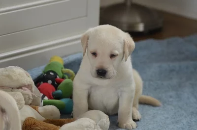 Krásné labradorské kočky!