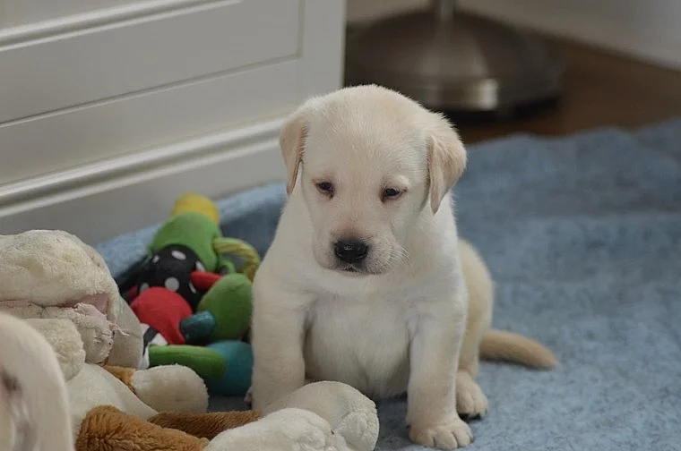 Krásné labradorské kočky!