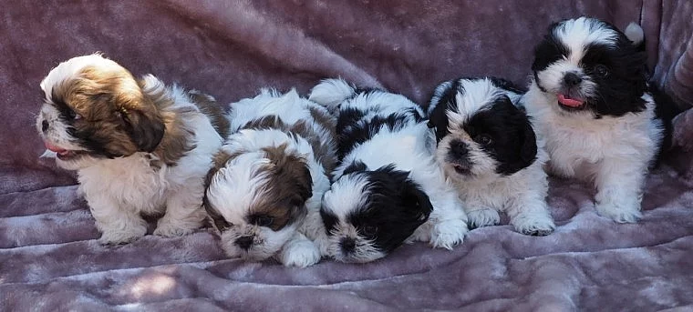 Kc registrovaná osvědčená Shih Tzu Stud Imperial Lines
