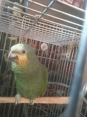 Mluvící přední Amazonský papoušek