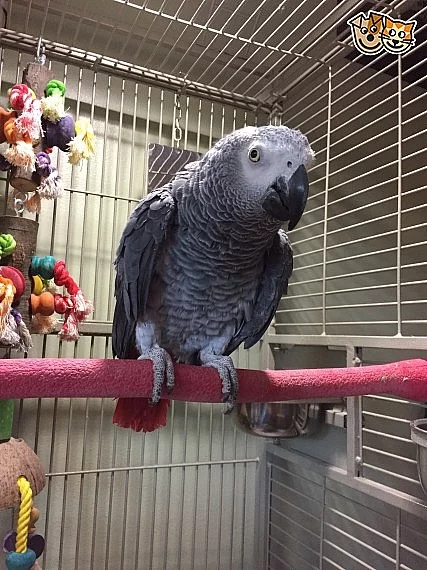 Africký papoušek pro nový domov