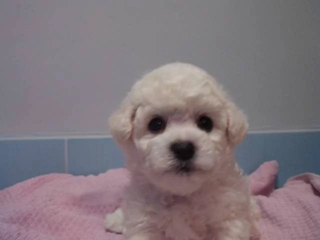 Bišonek - Bichon Frisé