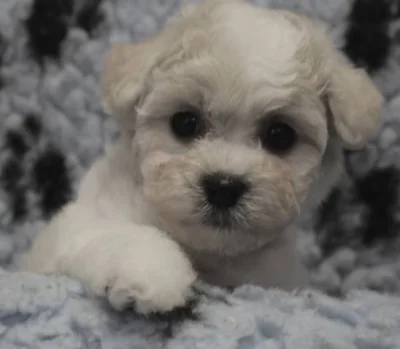Bišonek - Bichon Frisé