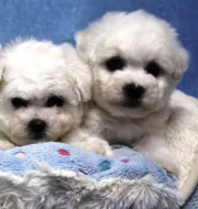 Bišonek - Bichon Frisé