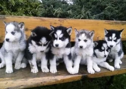Sibirský Husky