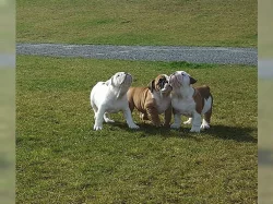 Anglický buldok na prodej bez PP