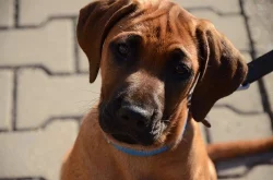 Rhodéský ridgeback fenečka s PP
