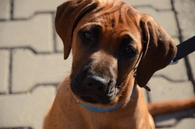 Rhodéský ridgeback fenečka s PP