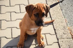 Rhodéský ridgeback fenečka s PP