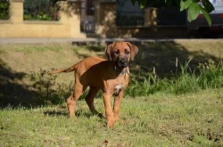 Rhodéský ridgeback fenečka s PP