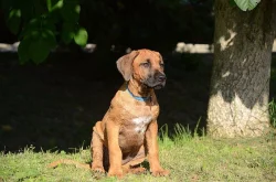 Rhodéský ridgeback fenečka s PP