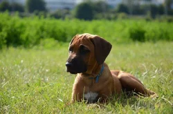 Rhodéský ridgeback fenečka s PP