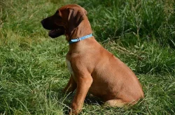Rhodéský ridgeback fenečka s PP