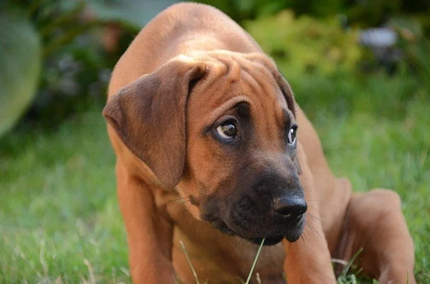 Rhodéský ridgeback fenečka s PP