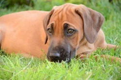 Rhodéský ridgeback fenečka s PP