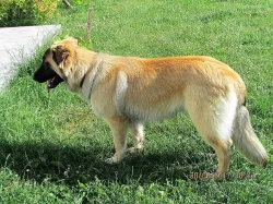 Kavkaz. pastevecký ovč. x belgický