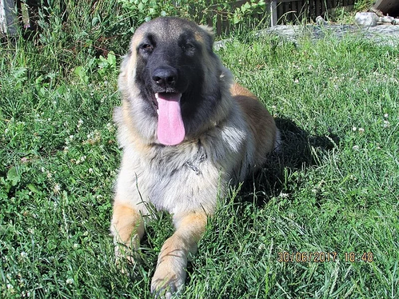 Kavkaz. pastevecký ovč. x belgický