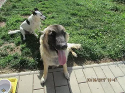 Kavkaz. pastevecký ovč. x belgický