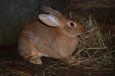 Králíci