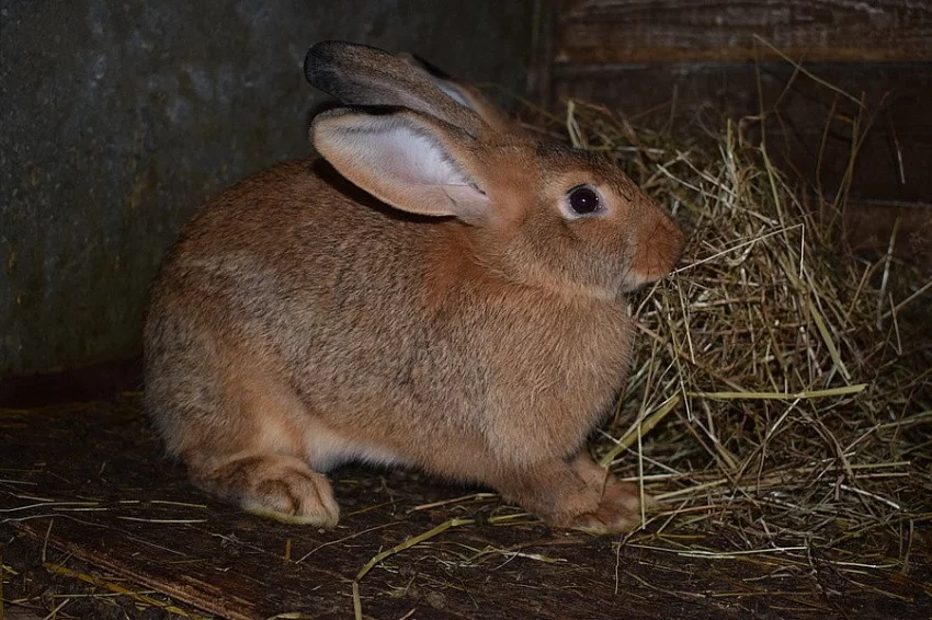 Králíci