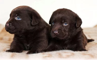 Labrador čokoládová štěňátka s PP