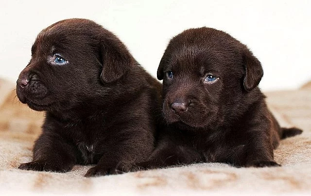 Labrador čokoládová štěňátka s PP