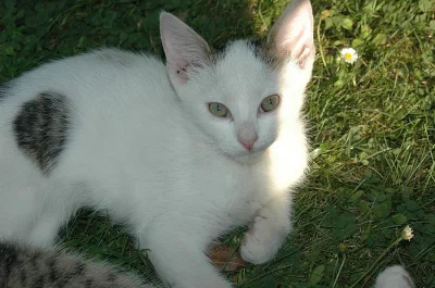 Daruji 2 roztomilé kočičky za odvoz