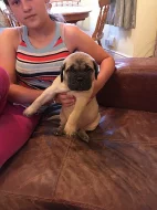 Bullmastiff na prodej s PP