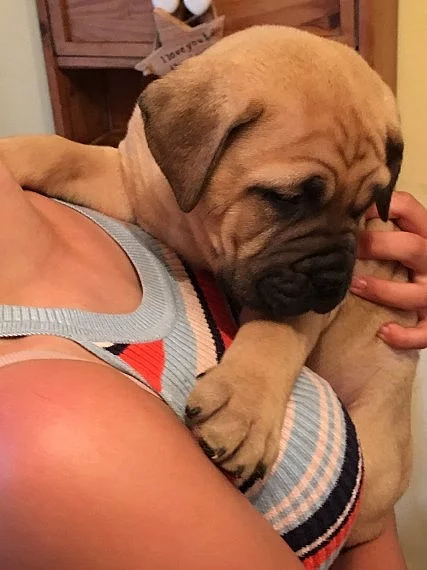 Bullmastiff na prodej s PP