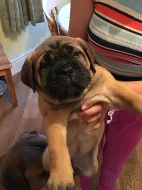 Bullmastiff na prodej s PP