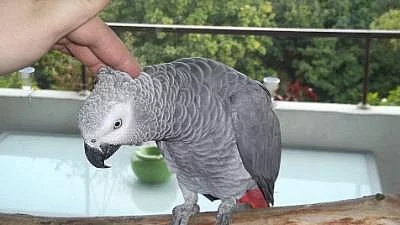 žako-kongo