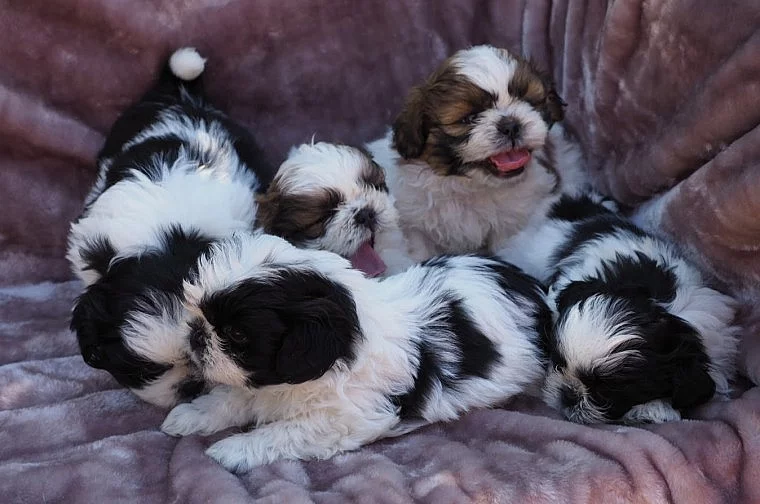 Malý vše černý Shihtzu pro stud prokázaný