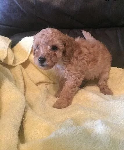 Rodokmen hračky Poodle štěňata