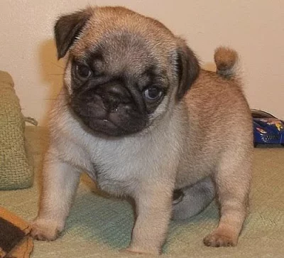 Krásné Pug Puppies