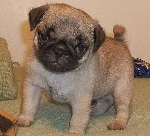 Krásné Pug Puppies