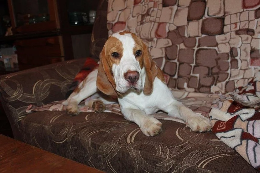 Bígl (Beagle) krásný bicolorní pes