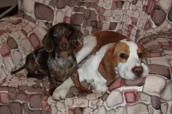Bígl (Beagle) krásný bicolorní pes