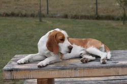 Bígl (Beagle) krásný bicolorní pes