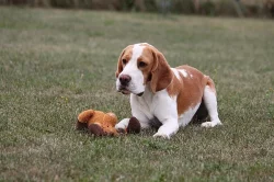 Bígl (Beagle) krásný bicolorní pes