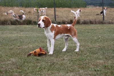 Bígl (Beagle) krásný bicolorní pes