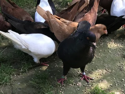 Benešák všechny barvy
