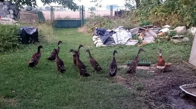 Indičtí běžci